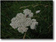 Fotografie Savignone - Fiori&Fauna - Achillea millefolium