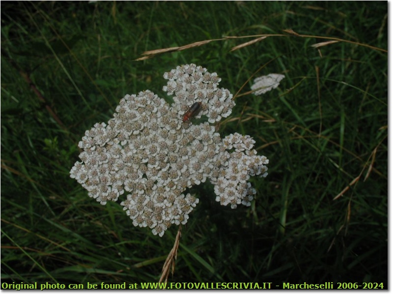 Achillea millefolium - Savignone - <2001 - Fiori&Fauna - Estate - Olympus Camedia 3000