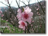 Fotografie Savignone - Fiori&Fauna - Arriva una nuova primavera