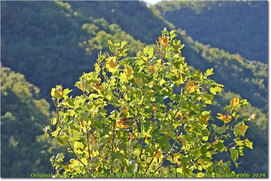Autunno 2006: primi segnali sulle foglie di liriodendron tulipifera - Savignone - 2007 - Fiori&Fauna - Inverno - Canon EOS 300D
