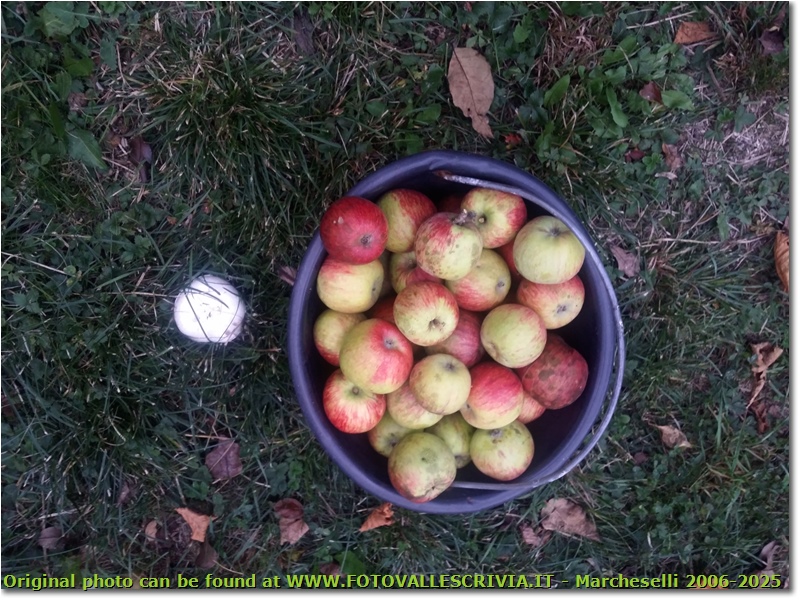 Autunno a Savignone – Frutti di stagione - Savignone - 2018 - Fiori&Fauna - Estate - HTC One S Nokia C7-00 (o altro cell)