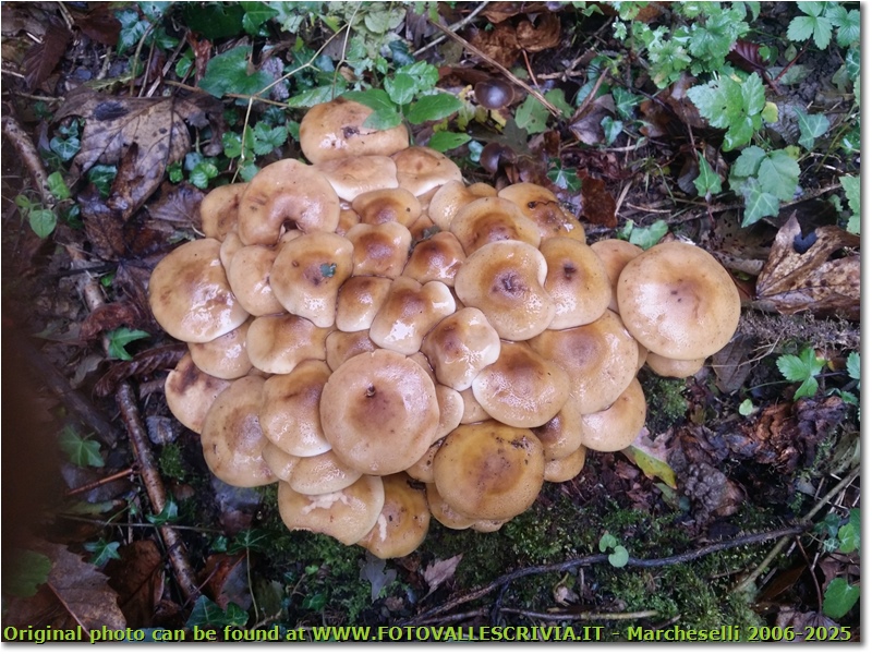 Autunno a Savignone: frutti di stagione - Savignone - 2018 - Fiori&Fauna - Estate - HTC One S Nokia C7-00 (o altro cell)