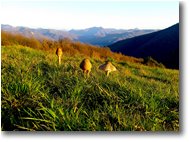 Foto Savignone - Fiori&Fauna - Autunno alla Vittoria