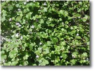 Fotografie Savignone - Fiori&Fauna - Autunno caldo: rifiorisce sui muri la Lynaria cymballaria