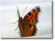 Foto Savignone - Fiori&Fauna - Butterfly flutter