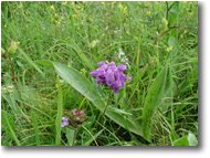 Foto Savignone - Fiori&Fauna - Brunella