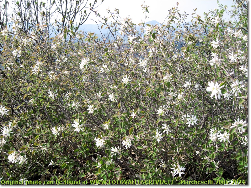 Caprifogliacea fiorita sul Monte Maggio - Savignone - 2011 - Fiori&Fauna - Estate - Canon Ixus 980 IS