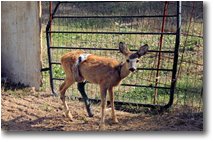 Foto Savignone - Fiori&Fauna - Capriolo con zampa fratturata e ferita da taglio, dopo le cure