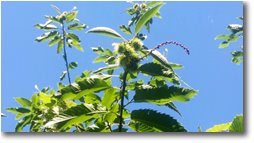 Fotografie Savignone - Fiori&Fauna - Castagni: i primi ricci