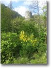 Foto Savignone - Fiori&Fauna - Castello Fieschi