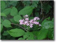 Fotografie Savignone - Fiori&Fauna - Centaura minore (erythraea centaurium)