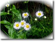 Foto Savignone - Fiori&Fauna - Cespica annua (Erigeron annuus)