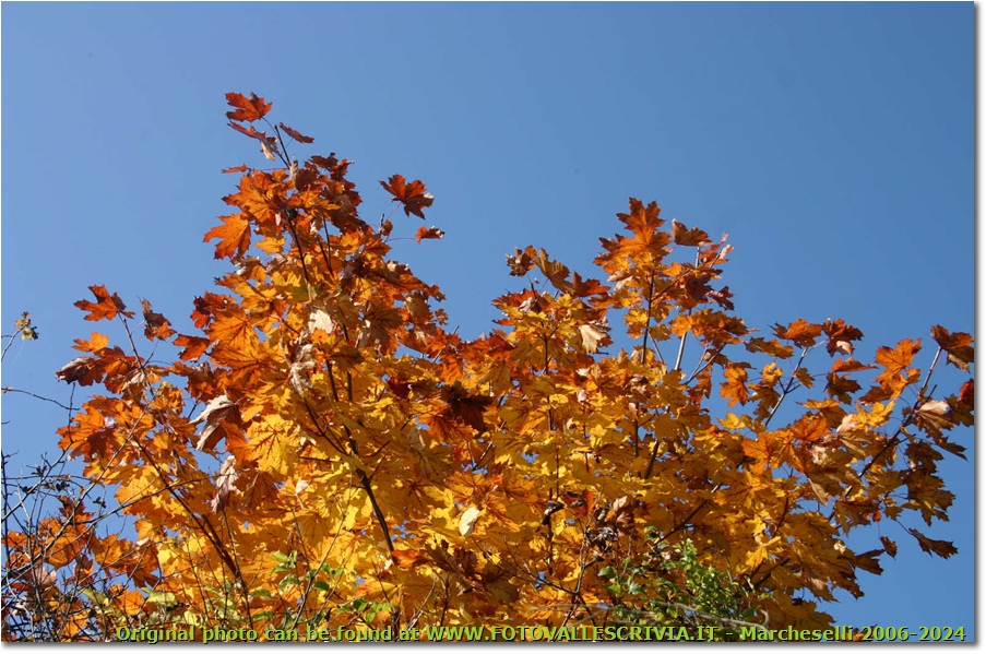 Colori di autunno: un acero - Savignone - 2006 - Fiori&Fauna - Inverno - Canon EOS 300D