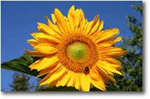 Fotografie Savignone - Fiori&Fauna - Con