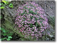 Foto Savignone - Fiori&Fauna - Cuscinetto di silene rupestris