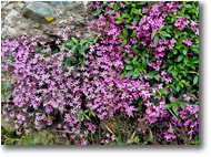 Fotografie Savignone - Fiori&Fauna - Cuscinetto di silene rupestris
