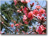 Foto Savignone - Fiori&Fauna - Cydonia (spina di Cristo)