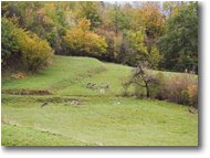 Fotografie Savignone - Fiori&Fauna - Daini al pascolo in autunno