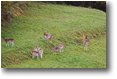 Foto Savignone - Fiori&Fauna - Daini al pascolo