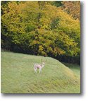 Fotografie Savignone - Fiori&Fauna - Daino in posa