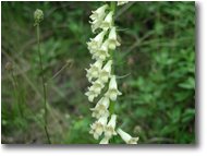 Foto Savignone - Fiori&Fauna - Digitalis lutea