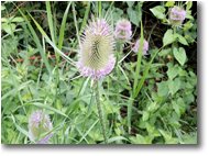 Foto Savignone - Fiori&Fauna - Dipsacus silvestris