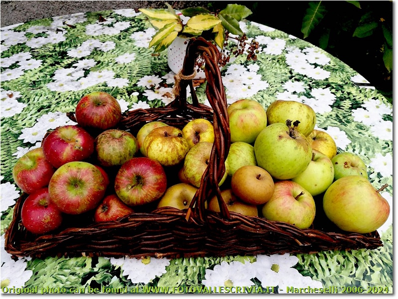 Diverse varietà di mele del frutteto di Antonio (nonostante i danni della vespa vellutina) - Savignone - 2016 - Fiori&Fauna - Estate - Altro/Other