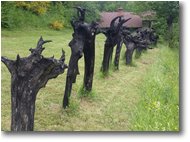Fotografie Savignone - Fiori&Fauna - En marche: sfilata di vecchi ceppi