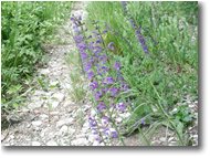 Fotografie Savignone - Fiori&Fauna - Erba iva