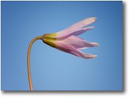 Foto Savignone - Fiori&Fauna - Eritronio