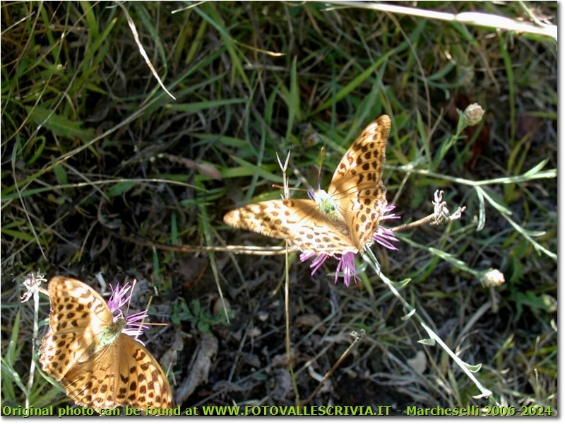 Esemplari di farfalla argynnis paphia - Savignone - <2001 - Fiori&Fauna - Estate - Olympus Camedia 3000