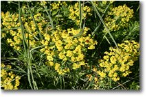 Fotografie Savignone - Fiori&Fauna - Euphorbia cyparissias