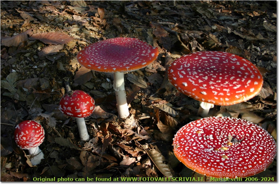 Famiglia di funghi amanita muscaria - Savignone - 2006 - Fiori&Fauna - Inverno - Canon EOS 300D