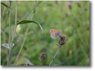 Foto Savignone - Fiori&Fauna - Farfalla Pyronia