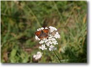 Fotografie Savignone - Fiori&Fauna - Farfalla aglais urticae