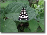 Fotografie Savignone - Fiori&Fauna - Butterfly (Arctia)