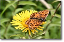 Fotografie Savignone - Fiori&Fauna - Farfalla argynnis paphia su inula