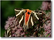 Fotografie Savignone - Fiori&Fauna - Farfalla callymorpha quadripunctaria