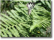 Fotografie Savignone - Fiori&Fauna - Butterfly on fern