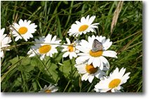 Foto Savignone - Fiori&Fauna - Farfalla polyommatus su capolini di margherita