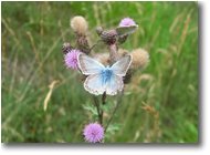 Foto Savignone - Fiori&Fauna - Farfalla su fiore di cirsium arvensis