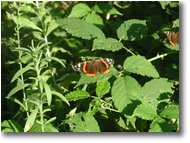 Foto Savignone - Fiori&Fauna - Butterfly (Vanessa)