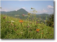 Fotografie Savignone - Fiori&Fauna - Farfalle che si godono il sole di fine estate