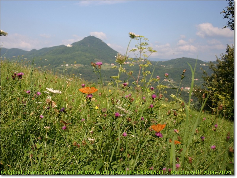 Farfalle che si godono il sole di fine estate - Savignone - 2005 - Fiori&Fauna - Estate - Canon EOS 300D