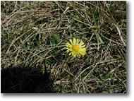 Fotografie Savignone - Fiori&Fauna - Farfara flowers