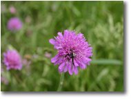 Foto Savignone - Fiori&Fauna - Fiore di knautia