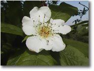 Foto Savignone - Fiori&Fauna - Fiore di nespolo selvatico