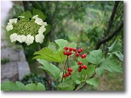 Foto Savignone - Fiori&Fauna - Fiore, foglia e frutto di  Hydrangea sargentiana