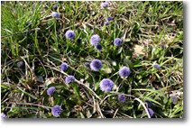 Foto Savignone - Fiori&Fauna - Fiori di globularia