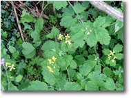 Fotografie Savignone - Fiori&Fauna - Fiori e foglie di chelidonia